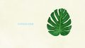 NATURE Leaf Monstera Leaves
