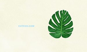 NATURE Leaf Monstera Leaves