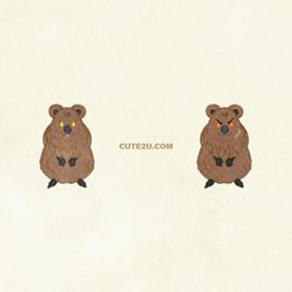 Animals Quokka01 06