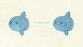 ANIMALS Sunfish01 05