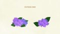 Flower Hydrangea01 Annabelle Blue