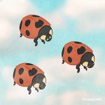 Insect Ladybug 02 01
